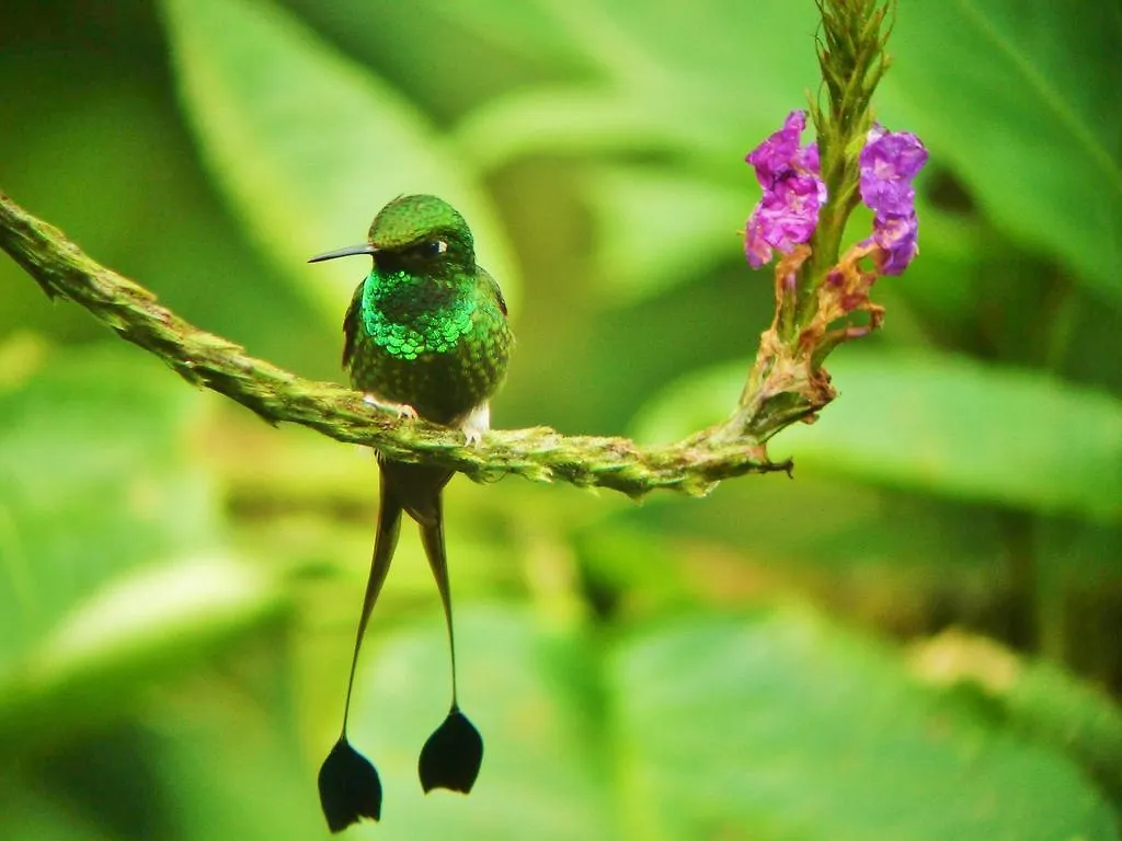 Mindo Garden Lodge And Wildlife Reserve Otel