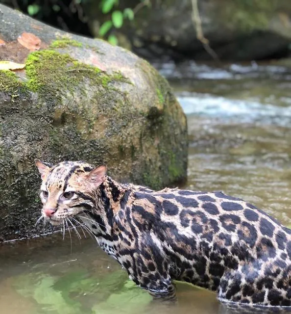 *** Отель Mindo Garden Lodge And Wildlife Reserve Эквадор