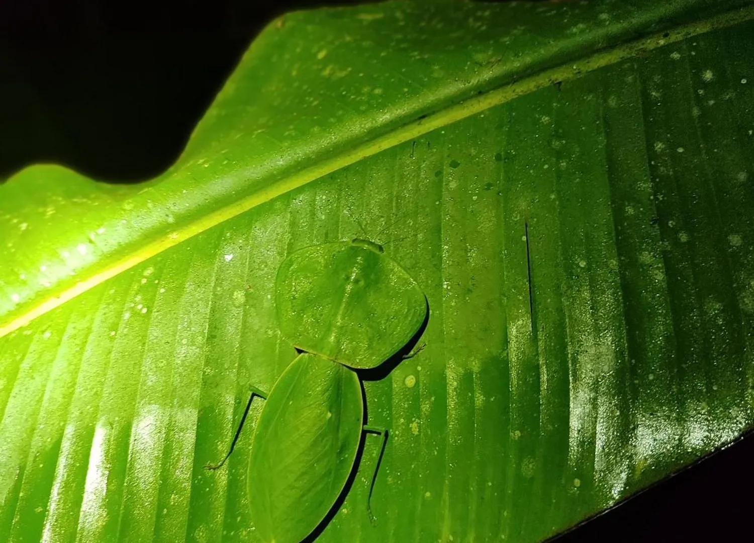 Mindo Garden Lodge And Wildlife Reserve Hotell