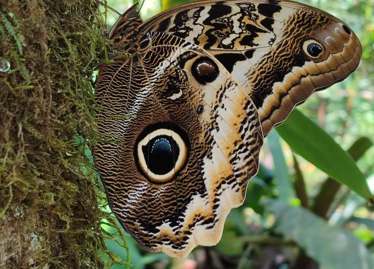 *** Hotell Mindo Garden Lodge And Wildlife Reserve Ecuador