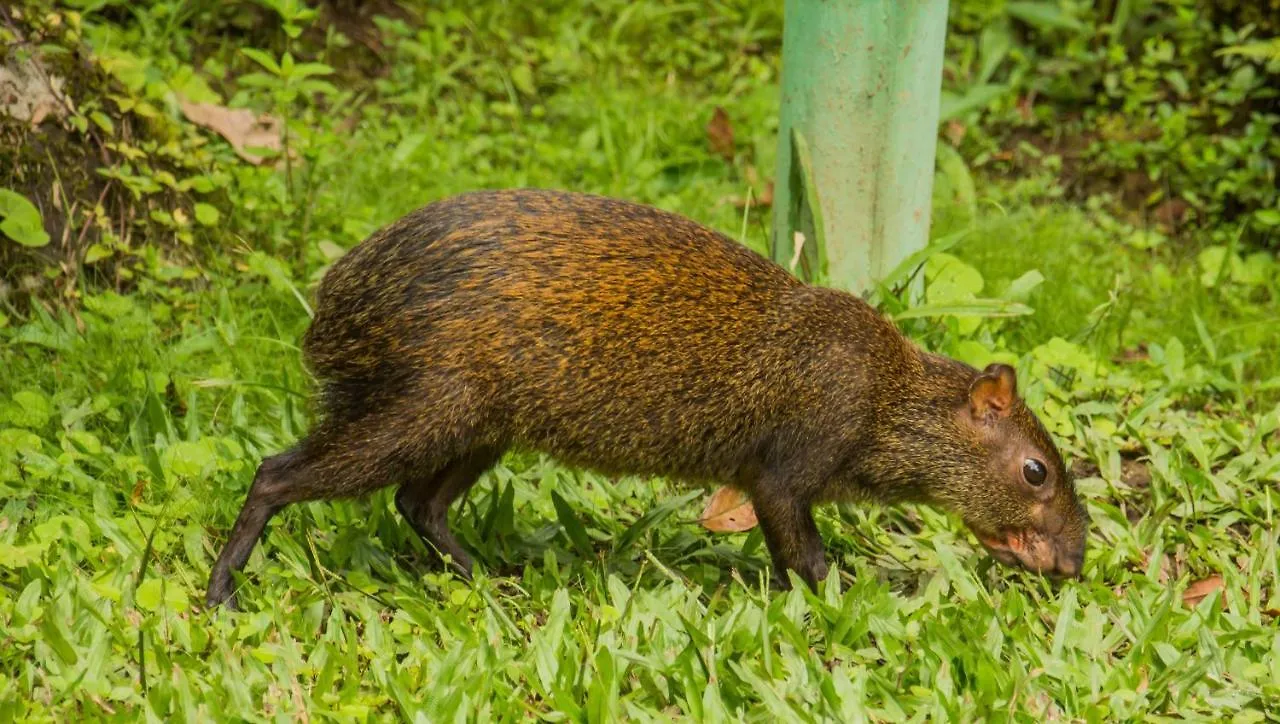 *** Отель Mindo Garden Lodge And Wildlife Reserve Эквадор