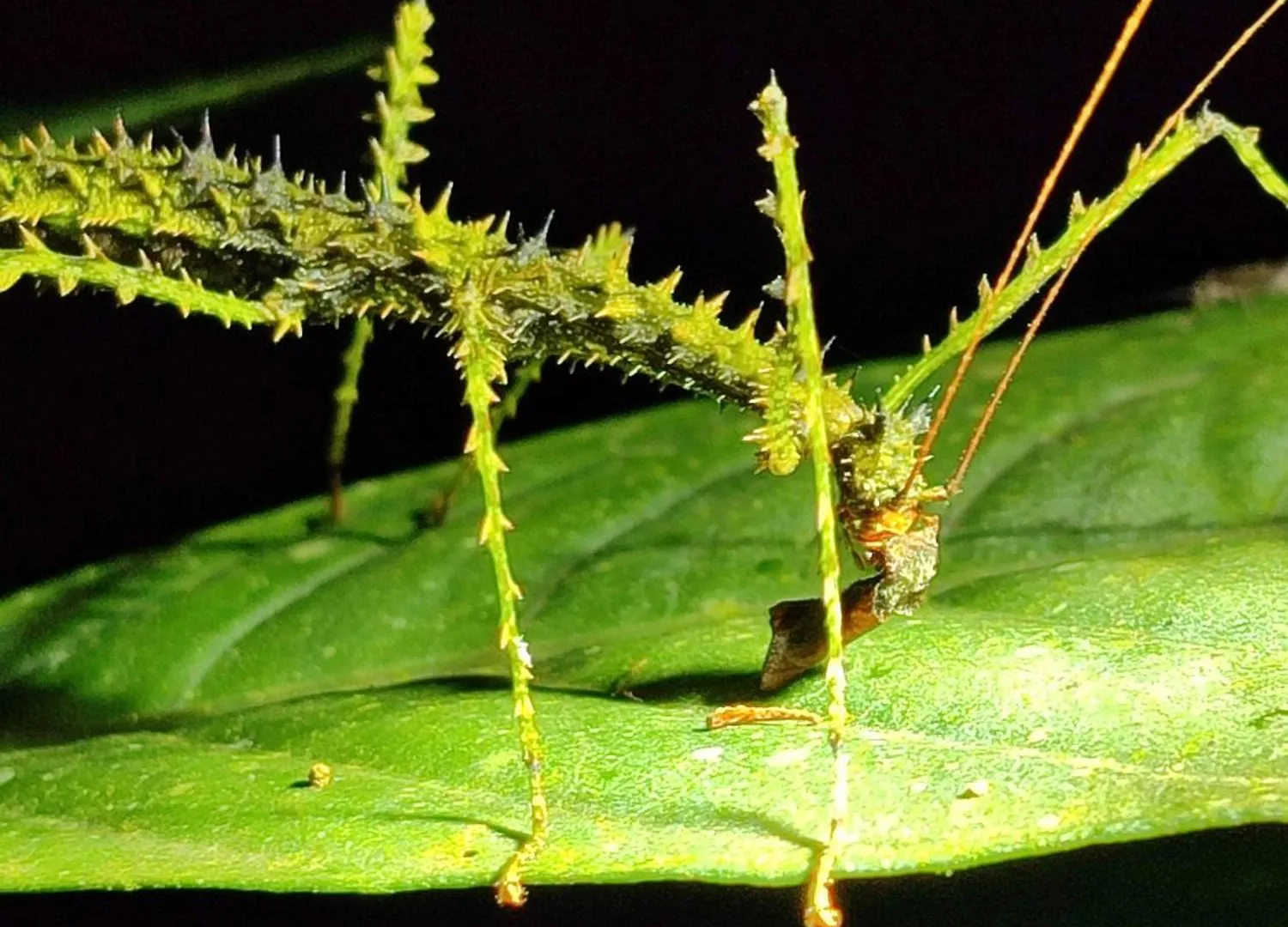 Mindo Garden Lodge And Wildlife Reserve