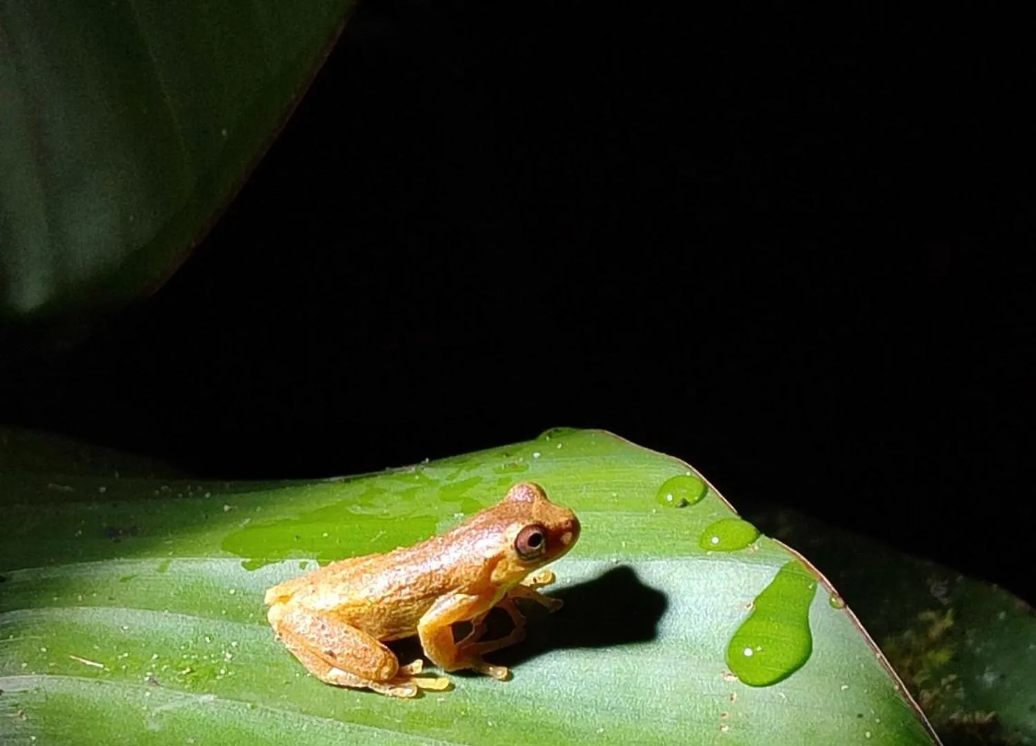 Mindo Garden Lodge And Wildlife Reserve 3*,  Ecuador